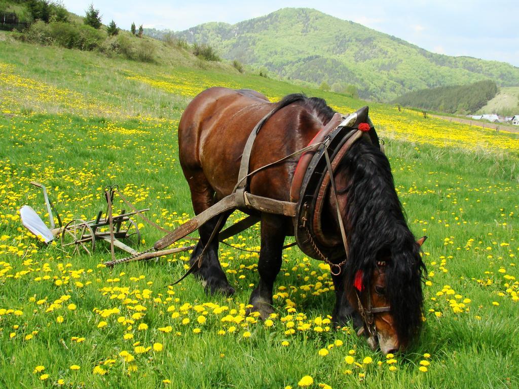 Penzion Javorina Чичмани Экстерьер фото